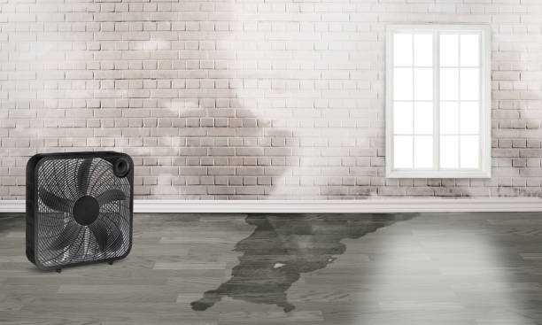 Best Flood restoration services  in Concordia, MO